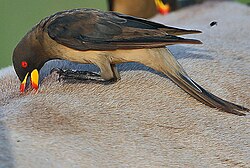 Yellow-billed oxpecker (Buphagus africanus) foraging on a living animal