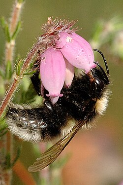 Cuckoo bumblebees, like this Bombus barbutellus, have similar aposematic (warning) coloration to nest-making bumblebees, and may also mimic their host species.
