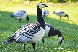 Barnacle geese (Branta leucopsis) in Naantali, Finland