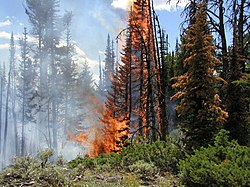 Fire in Yellowstone National Park