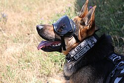 A war dog, in service with the United States Army, participating in a training event at Camp Bondsteel with the NATO-led Kosovo Force, 23 July 2015