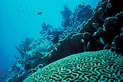 Floridian coral reef