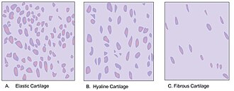 There are three different types of cartilage: elastic (A), hyaline (B), and fibrous (C). In elastic cartilage, the cells are closer together creating less intercellular space. Elastic cartilage is found in the external ear flaps and in parts of the larynx. Hyaline cartilage has fewer cells than elastic cartilage; there is more intercellular space. Hyaline cartilage is found in the nose, ears, trachea, parts of the larynx, and smaller respiratory tubes. Fibrous cartilage has the fewest cells so it has the most intercellular space. Fibrous cartilage is found in the spine and the menisci.