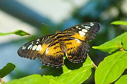 An adult Parthenos sylvia butterfly