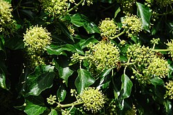 When the ivy blooms in September it attracts hoverflies and other nectar feeders.
