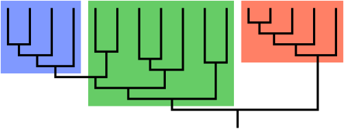 Cladogram (a branching tree diagram) illustrating the relationships of organisms within groups of taxa known as clades. The vertical line (stem) at the base (bottom) represents the last common ancestor. The blue and red subgroups are clades, each defined by a common ancestor stem at the base of its respective subgroup (branch). The green subgroup alone, however, is not a clade; it is a paraphyletic group relative to the blue subgroup because it excludes the blue branch, which shares the same common ancestor. Together, the green and blue subgroups form a clade.