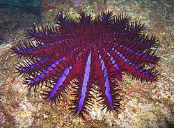 Warning coloration in the crown-of-thorns starfish
