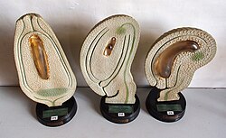 Models of different ovules, Botanical Museum Greifswald