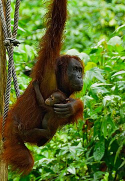 Mother and child at an orangutan rehab facility in Malaysia