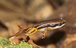 Rainforest rocket frog jumping