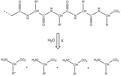 Hydrolysis of protein. X = HCl and heat for industrial proteolysis. X = protease for biological proteolysis