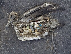 The unaltered stomach contents of a dead albatross chick photographed on Midway Atoll National Wildlife Refuge in the Pacific in September 2009 include plastic marine debris fed to the chick by its parents