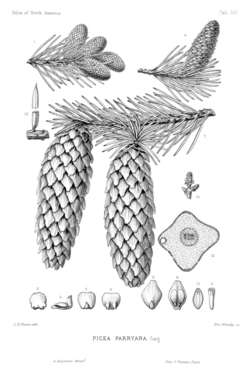 The branches and cones of Picea pungens, then called Picea parryana as illustrated by Charles Edward Faxon in The Silva of North America[22]