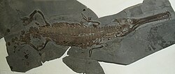 Holotype specimen of Platysuchus, a telosaurid thalattosuchian