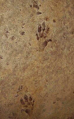 Chirotherium footprints in a Triassic sandstone