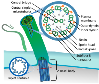 Eukaryotic motile cilium