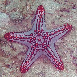 A red knob sea star, Protoreaster linckii is an example of an asterozoan echinoderm