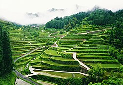 Rice terrace in the Fukuoka Prefecture, Japan.