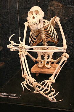 The skeleton