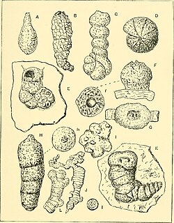 Frederick Chapman's The foraminifera: an introduction to the study of the protozoa (1902)