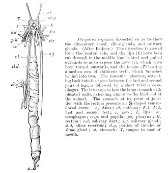 Digestive system of Peripatopsis capensis