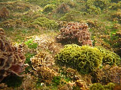 Seaweed covers this rocky seabed on the east coast of Australia.