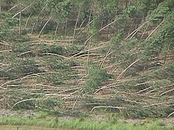 Trees uprooted or displaced by the force of a downburst wind in northwest Monroe County, Wisconsin