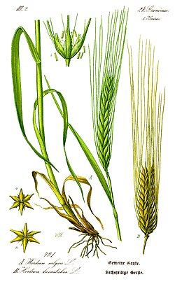 Botanical illustration of leafy stem with roots, flowers, and 2- and 6-row ears