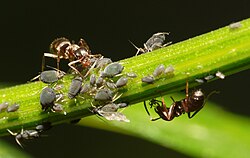 Ants and aphids