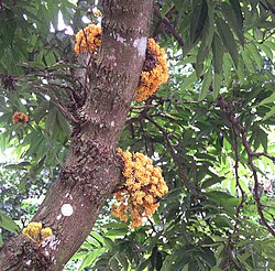 Saraca cauliflora, an example of cauliflora