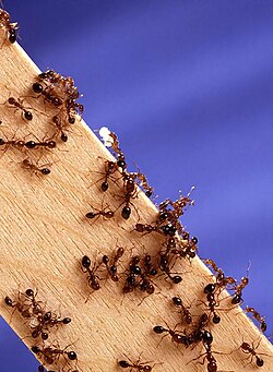 Red imported fire ants