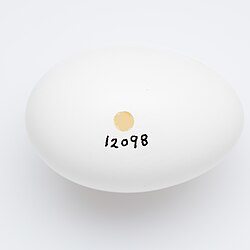  a white elongated egg