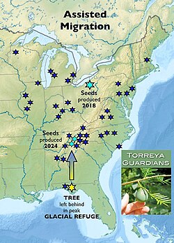 Torreya Guardians homepage image, with Florida torreya tree photo