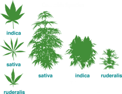 Evolution of cultivated cannabis strains. The cultivar, Cannabis ruderalis, still grows wild today.