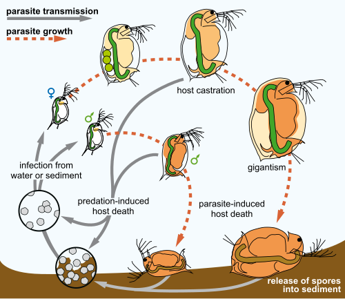 Life cycle of Pasteuria ramosa a bacterial parasite of the cladoceran Daphnia magna.