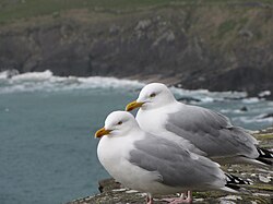 Two L. a. argenteus individuals on the shore of Coumeenoole Bay, Ireland