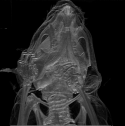 Mouse skull. The neck and most of the forelimbs are also seen.