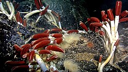 Giant tube worms (Riftia pachyptila) cluster around vents in the Galapagos Rift.