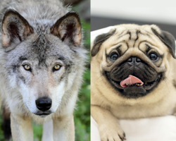 A wolf (left) and a pug (right).