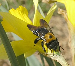 An Eastern carpenter bee (Xylocopa virginica) pierces the corolla to feed from a daffodil (Narcissus sp.)