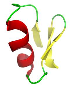 The deathstalker's powerful venom contains the 36-amino acid peptide chlorotoxin (ribbon diagram shown). This blocks small-conductance chloride channels, immobilizing its prey.[111]