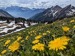 Dandelions on an alpine slope in Switzerland