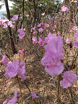 Azaleas in Korea