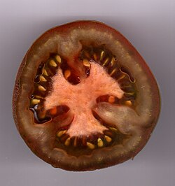 A tomato has septa that divide the fruit into chambers (locules) that contain the seeds.