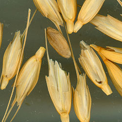 Einkorn wheat shatters into individual spikelets, making harvesting difficult. Domesticated cereals do not shatter.[79][80]