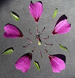 Floral diagram of a Geranium garden hybrid called ‘Ann Thomson’, showing 5 free sepals, 5 free petals, 10 free fertile stamens, and a superior ovary consisting of 5 merged carpels, with 5 style branches