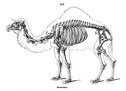 Owen's illustration of a camel's skeleton