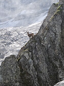 Ibex in an alpine habitat
