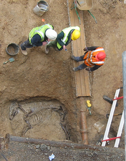 Horse grave in a Roman moat in the heart of London, England