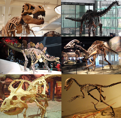 Skeleton of various extinct dinosaurs; some other dinosaur lineages still flourish in the form of birds